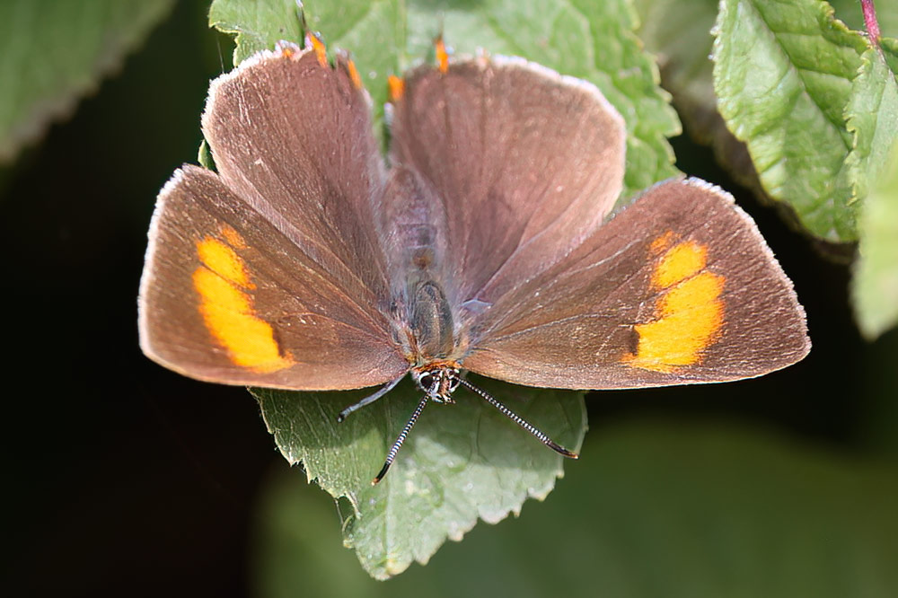 Brown hairstreak